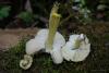 pluteus_02_t1.jpg