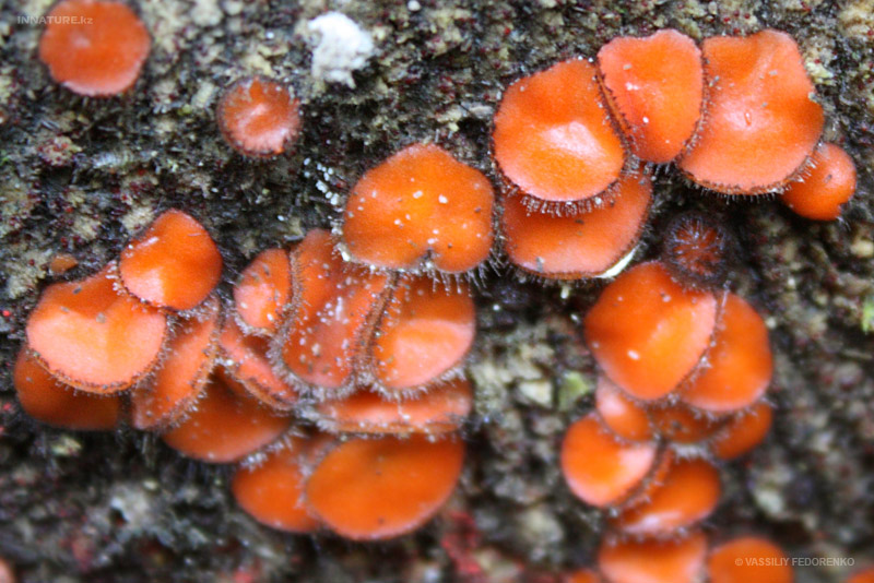scutellinia-scutellata_01.jpg