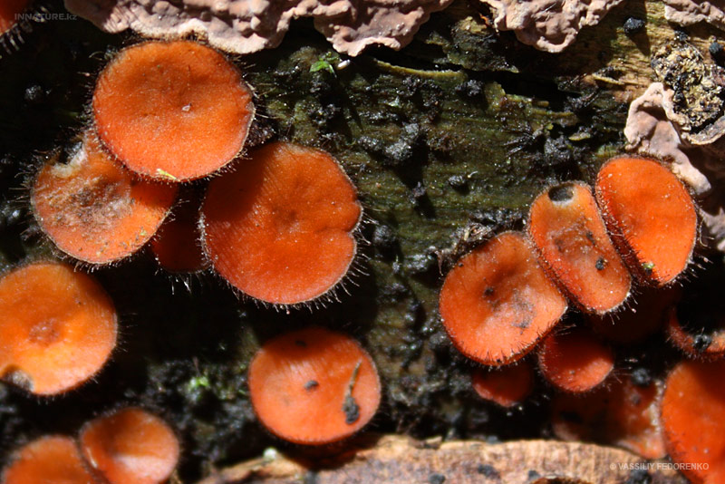 scutellinia-scutellata_01_1.jpg