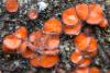 scutellinia-scutellata_01_t1.jpg