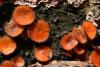 scutellinia-scutellata_01_t1_1.jpg