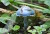 stropharia_01_t1.jpg