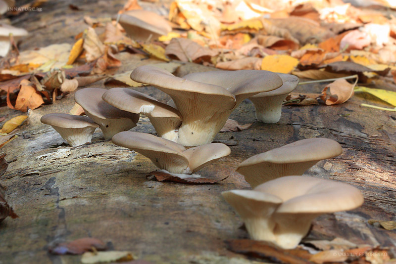 pleurotus-ostreatus_01.jpg