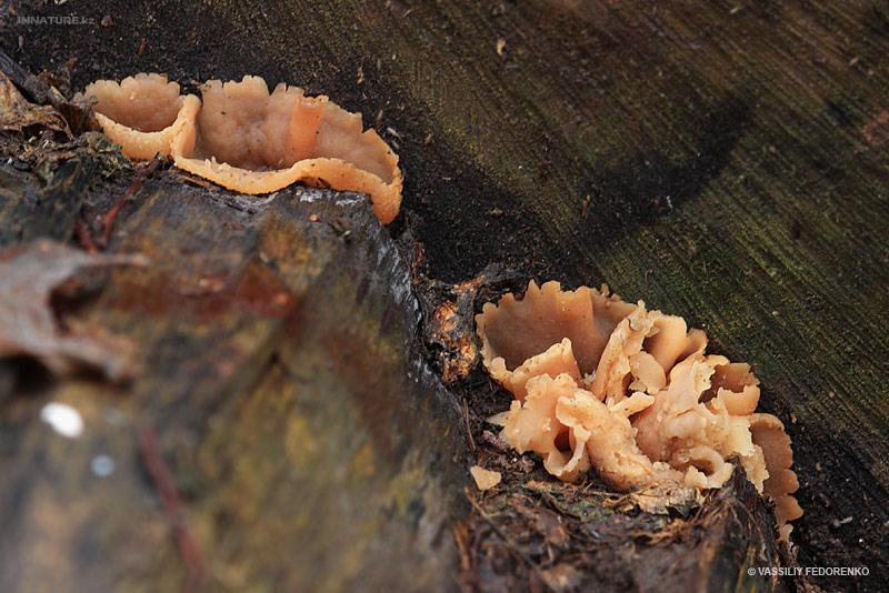 fungi_114_1.jpg