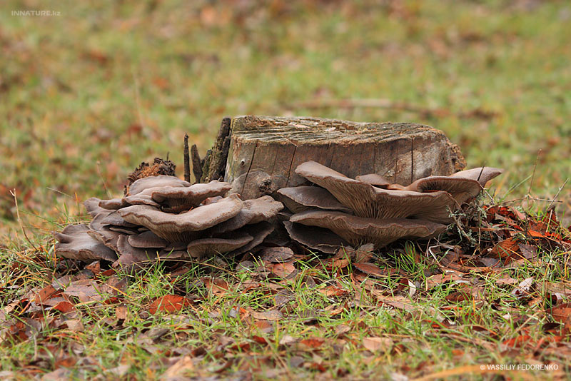 pleurotus-ostreatus_01.jpg