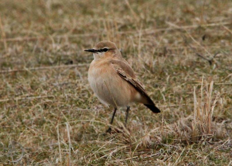 20120317.7.jpg