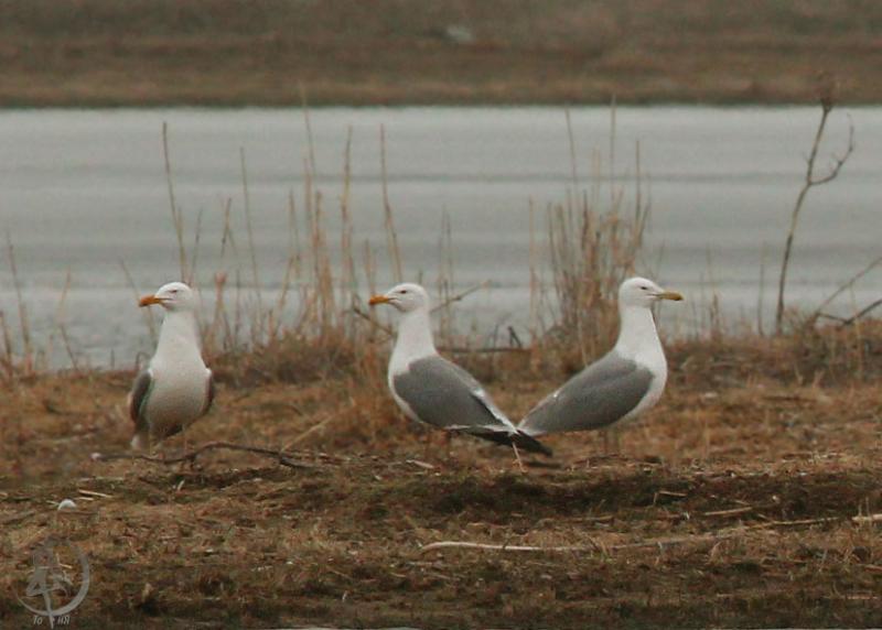 20120317.8.jpg