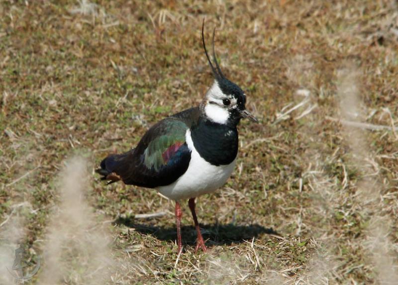 20120321.8.jpg