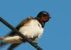 20120505.0_t1.jpg