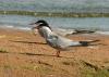 20120505.17_t1.jpg