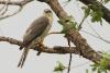 accipiter-badius_01_t1.jpg