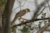 accipiter-badius_01_t1_1.jpg