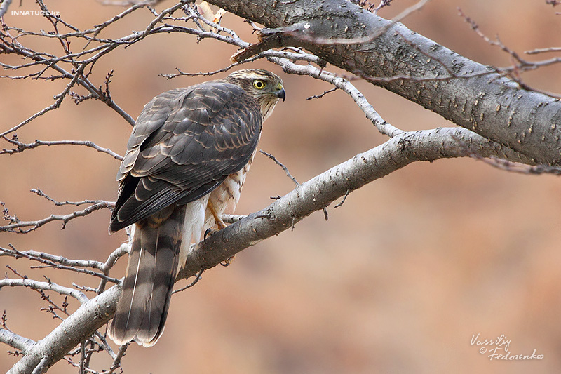 accipiter-nisus_01.jpg