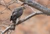 accipiter-nisus_01_t1.jpg