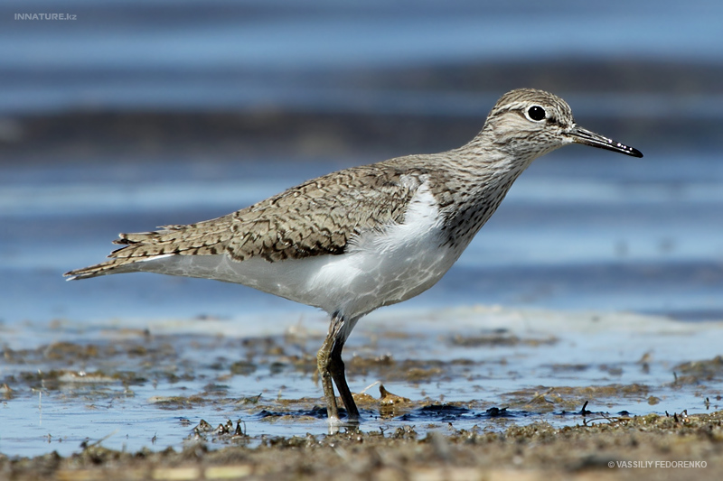 actitis-hypoleucos_02.jpg