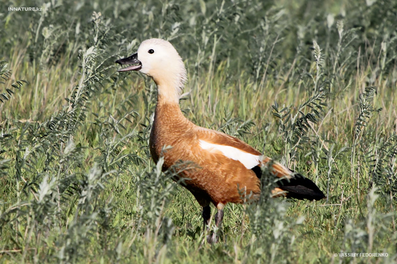 aix-galericulata_02.jpg