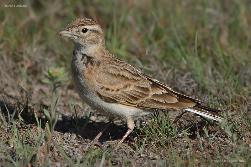 alaudidae_01.jpg