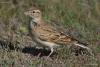 alaudidae_01_t1.jpg