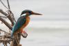 alcedo-atthis_01_t1.jpg