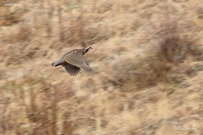 alectoris-chukar_01_2.jpg