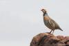 alectoris-chukar_01_t1_1.jpg