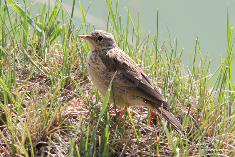anthus-spinoletta_01.jpg