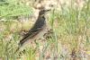 anthus-trivialis_01_t1.jpg