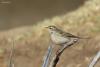 anthus_01_t1_1.jpg