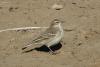 anthus_02_t1.jpg