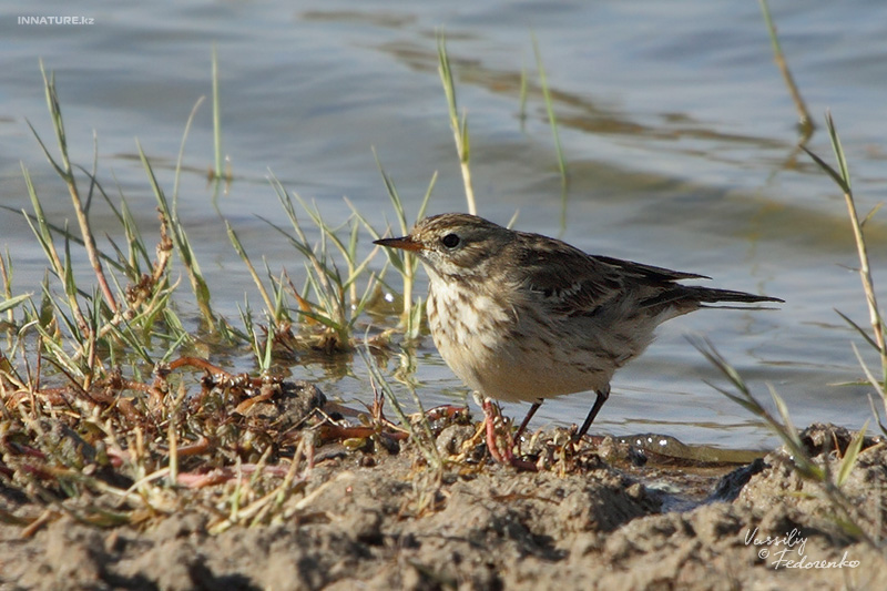 anthus_03.jpg