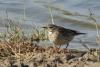 anthus_03_t1.jpg