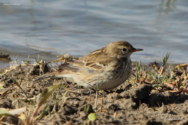 anthus_04.jpg