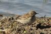 anthus_04_t1.jpg