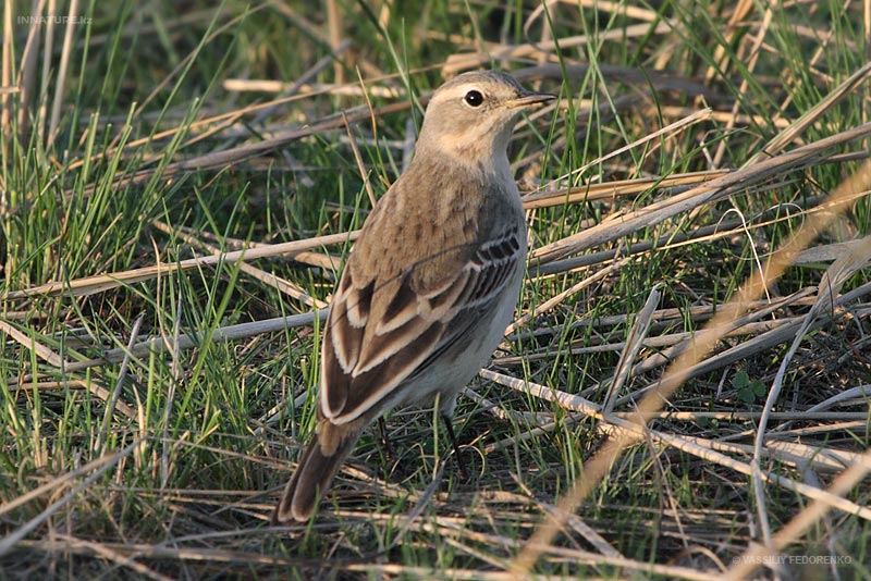 anthus_sp_01.jpg