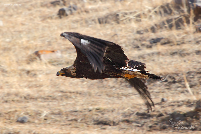 aquila-chrysaeto_01.jpg