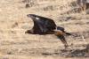 aquila-chrysaeto_01_t1.jpg