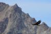 aquila-chrysaetos_01_t1.jpg