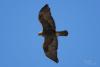aquila-chrysaetos_01_t1_1.jpg