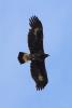 aquila-chrysaetos_04_t1.jpg