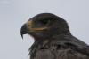 aquila-clanga_02_t1.jpg
