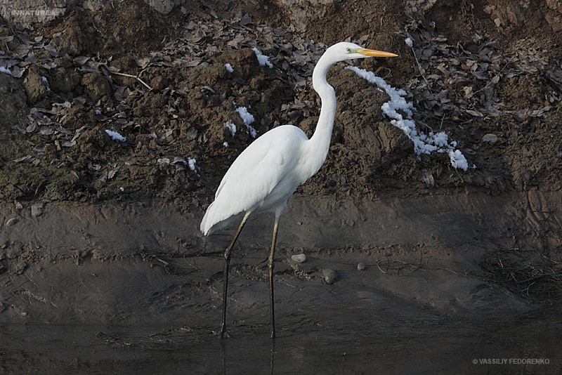 ardea-alba_01.jpg