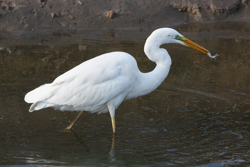 ardea-alba_02.jpg