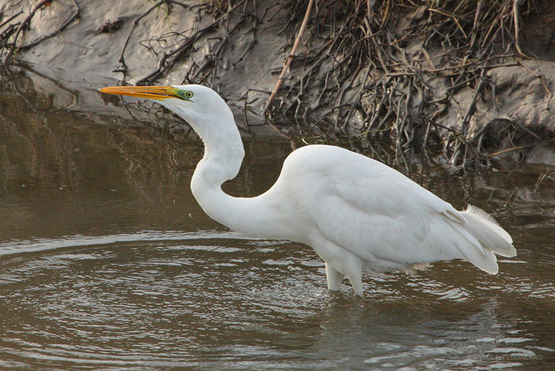 ardea-alba_03.jpg