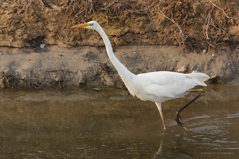 ardea-alba_04.jpg