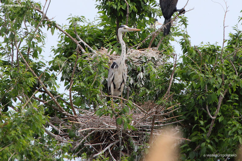 ardea-cinerea_01.jpg