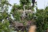 ardea-cinerea_01_t1.jpg