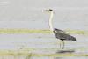 ardea-cinerea_01_t1_1.jpg
