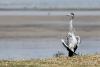 ardea-cinerea_01_t1_2.jpg