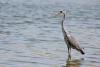 ardea-cinerea_01_t1_3.jpg