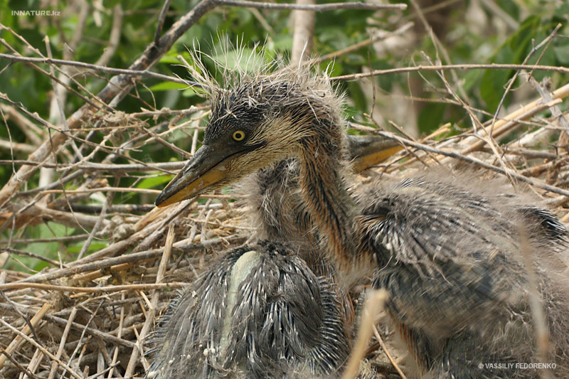 ardea-cinerea_02.jpg